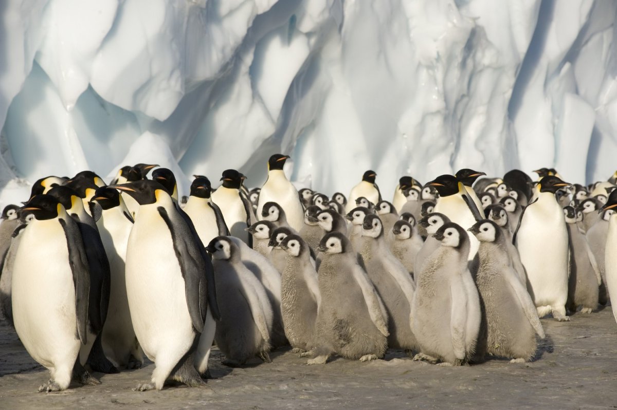 Penguins and Polar Bears