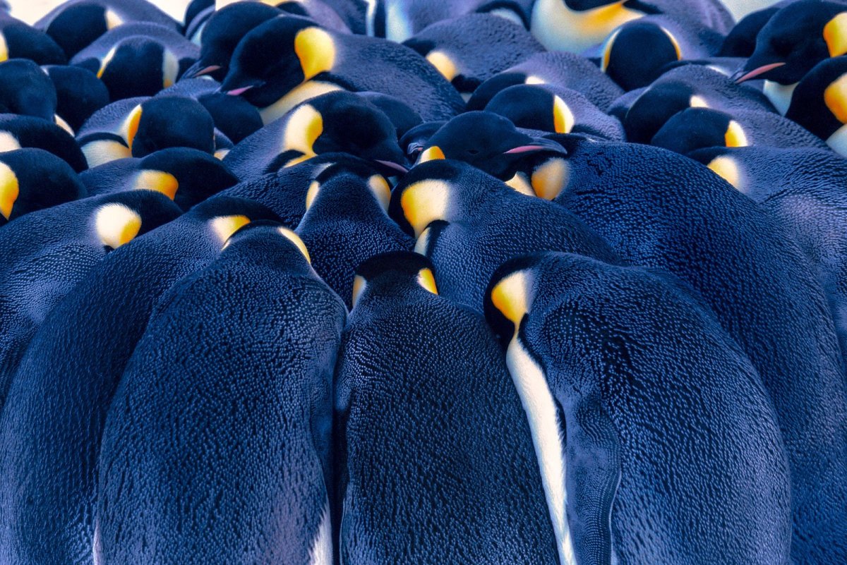 Императорские пингвины греются
