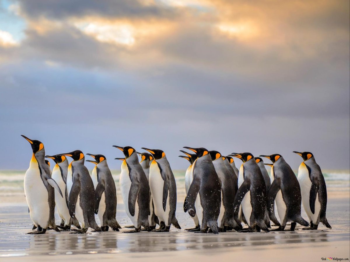 Стая пингвинов