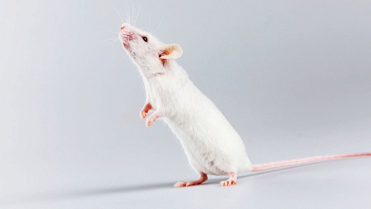 Мышь на задних лапах
