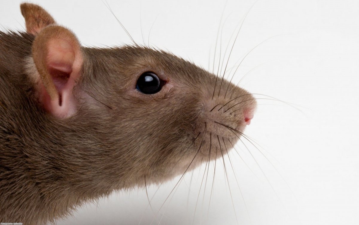 Мягкоиглая щетинистая крыса