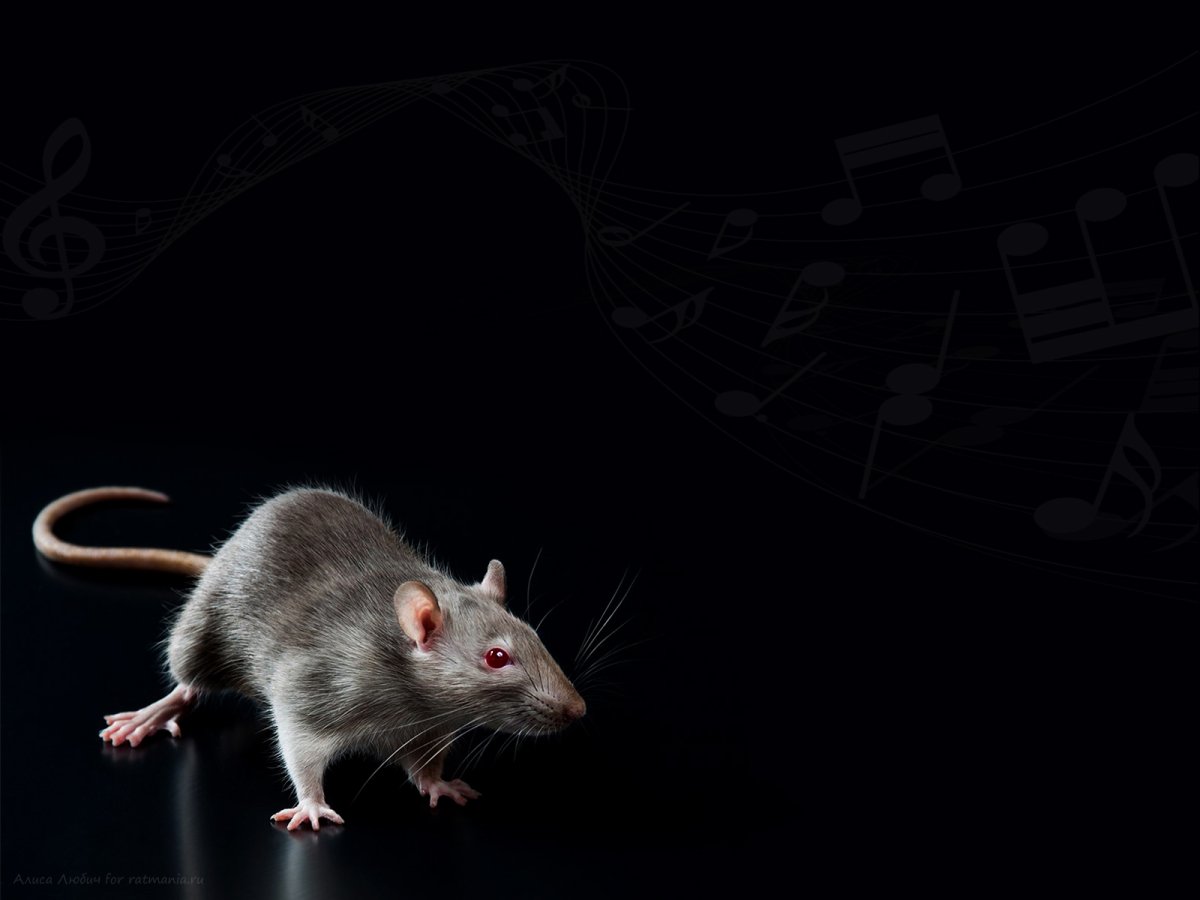 Скринсейвер крыса