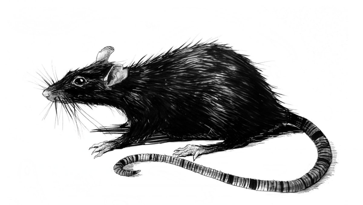 Мышь черно белая