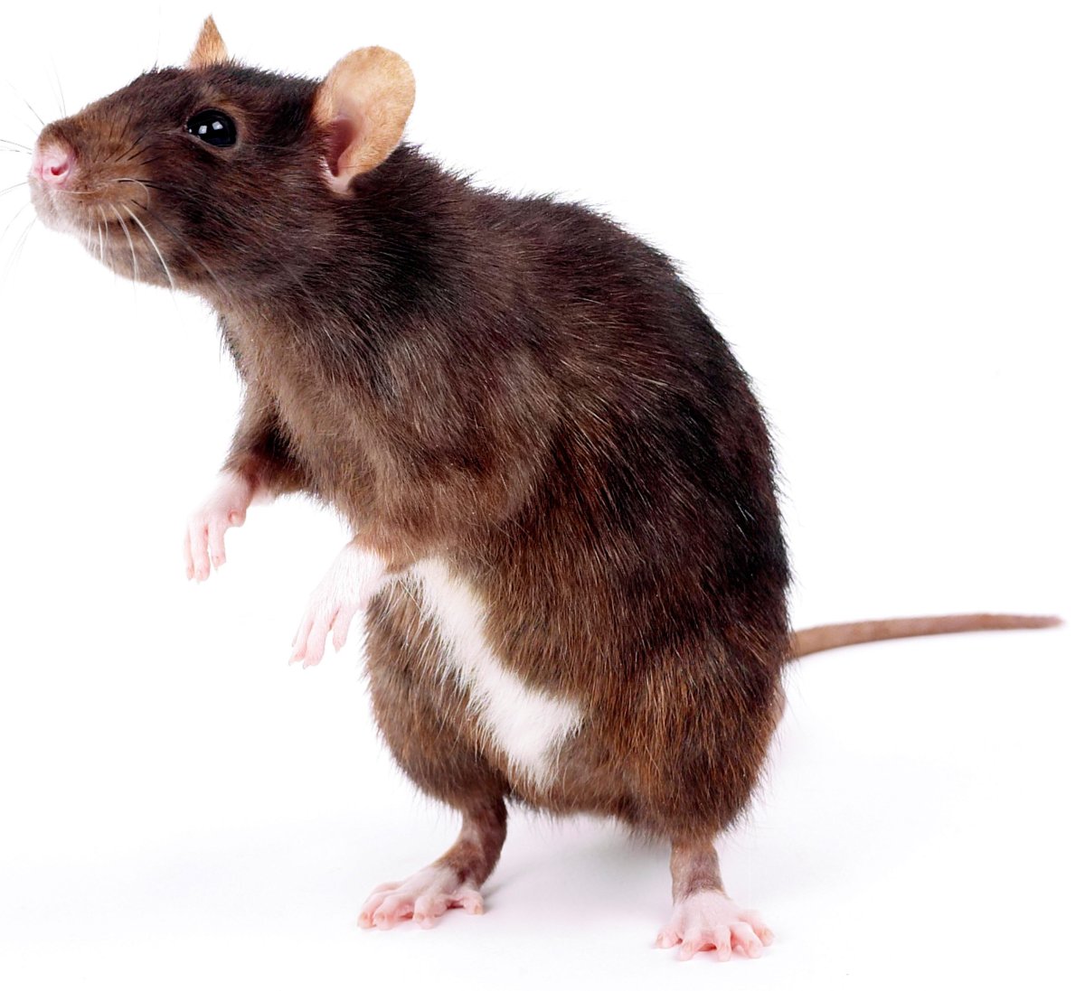 Крыса на белом фоне
