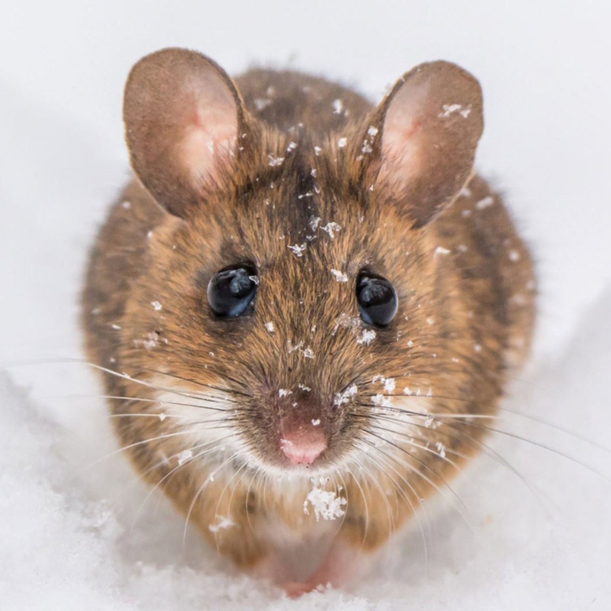 Коричневая мышь