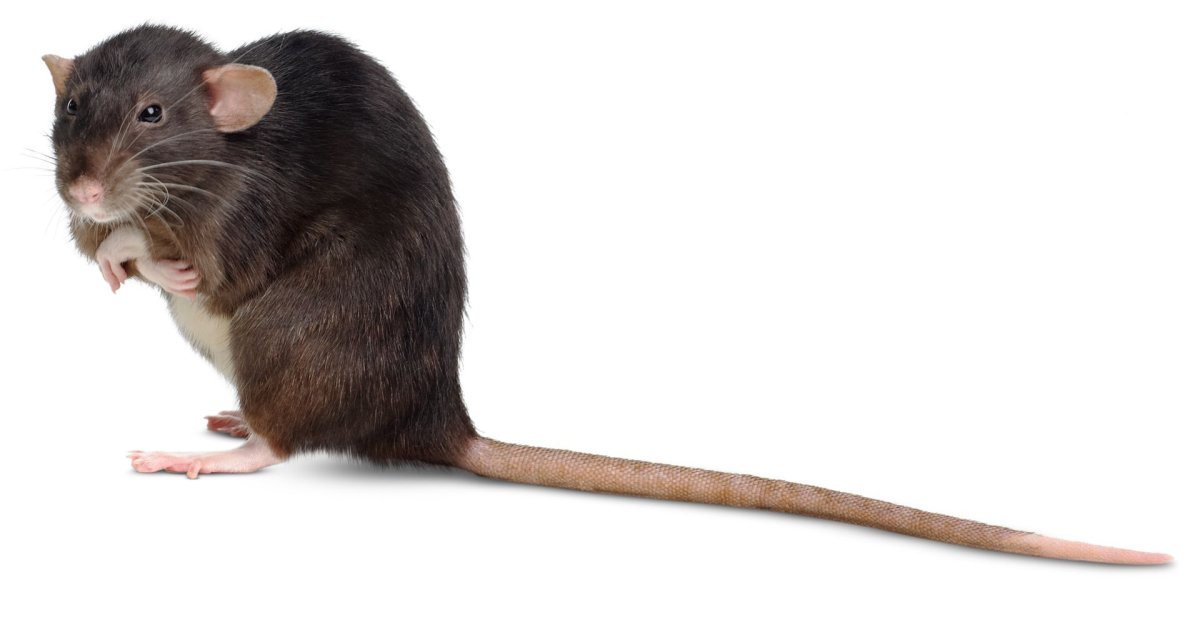 Крыса Манкс