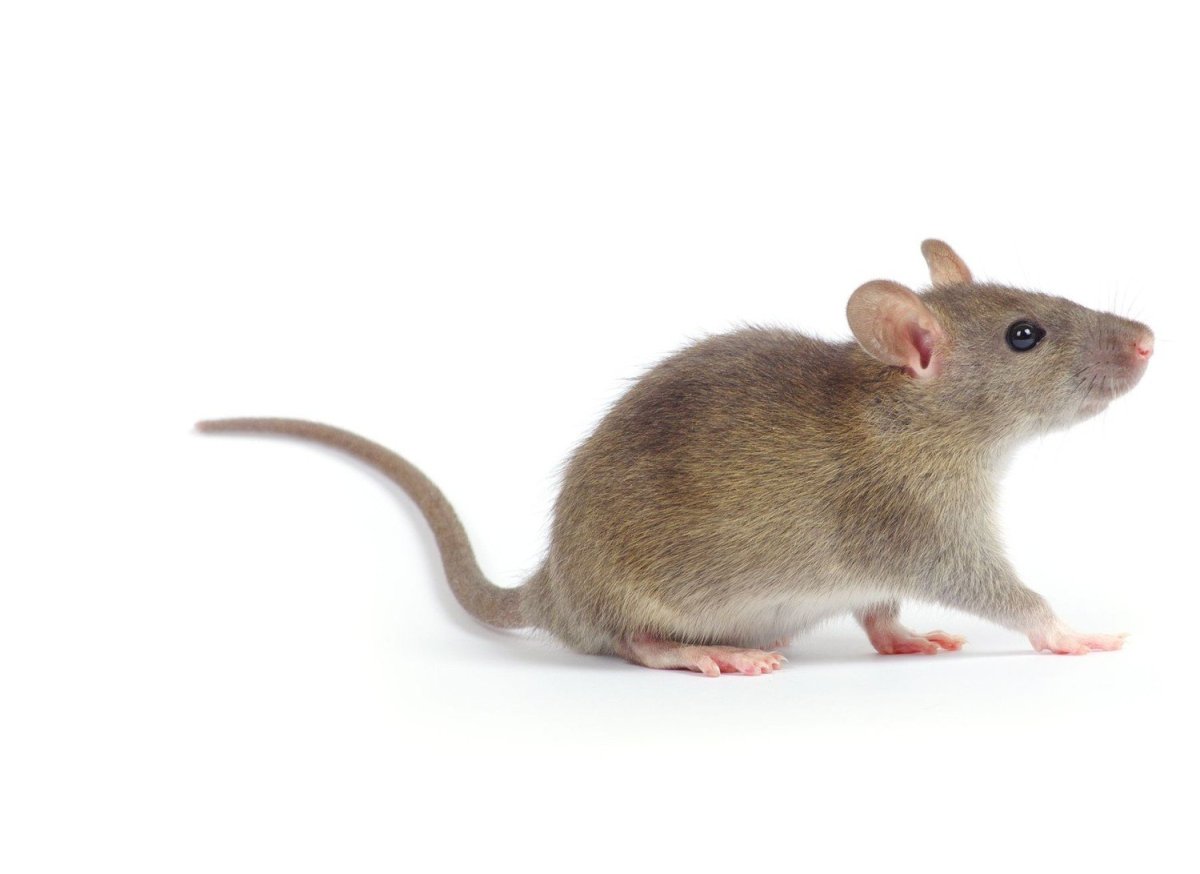 Мышь полностью