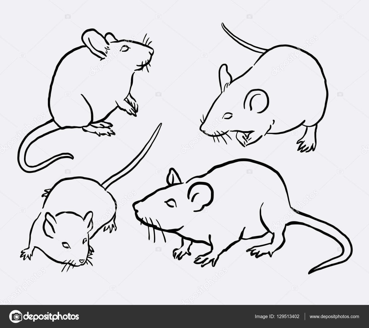 Крыса схематично