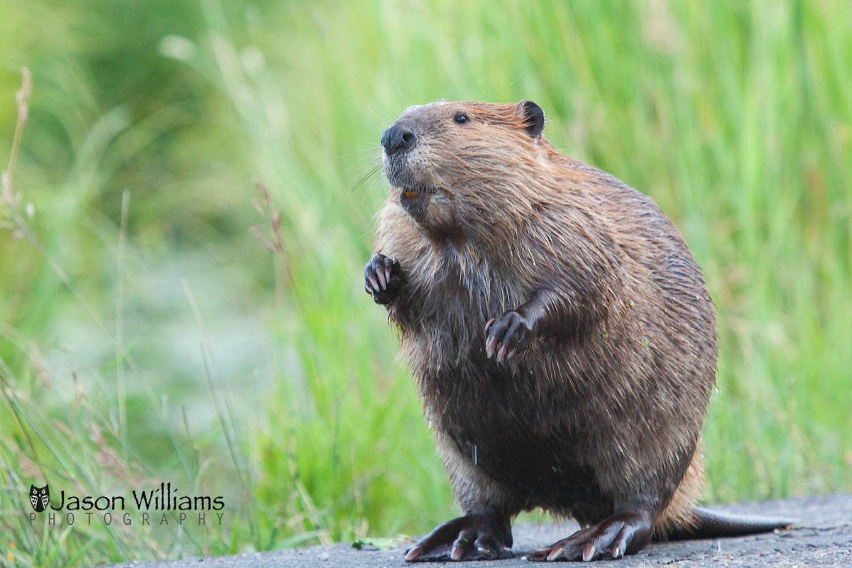 Канадский Бобр