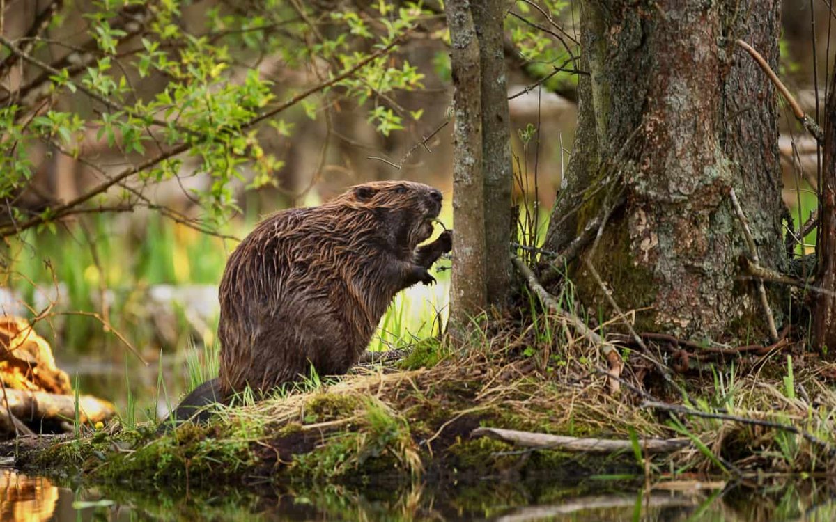 Воронежский заповедник Речной Бобр
