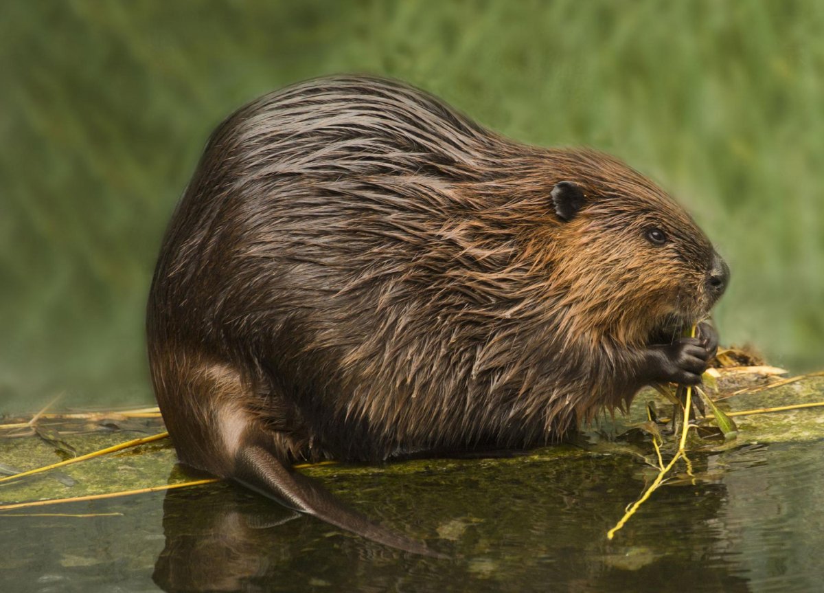 Западносибирский Речной Бобр