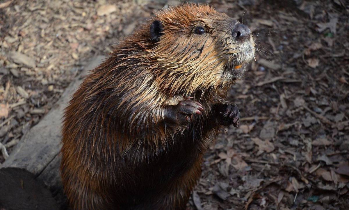 Американский Бобр