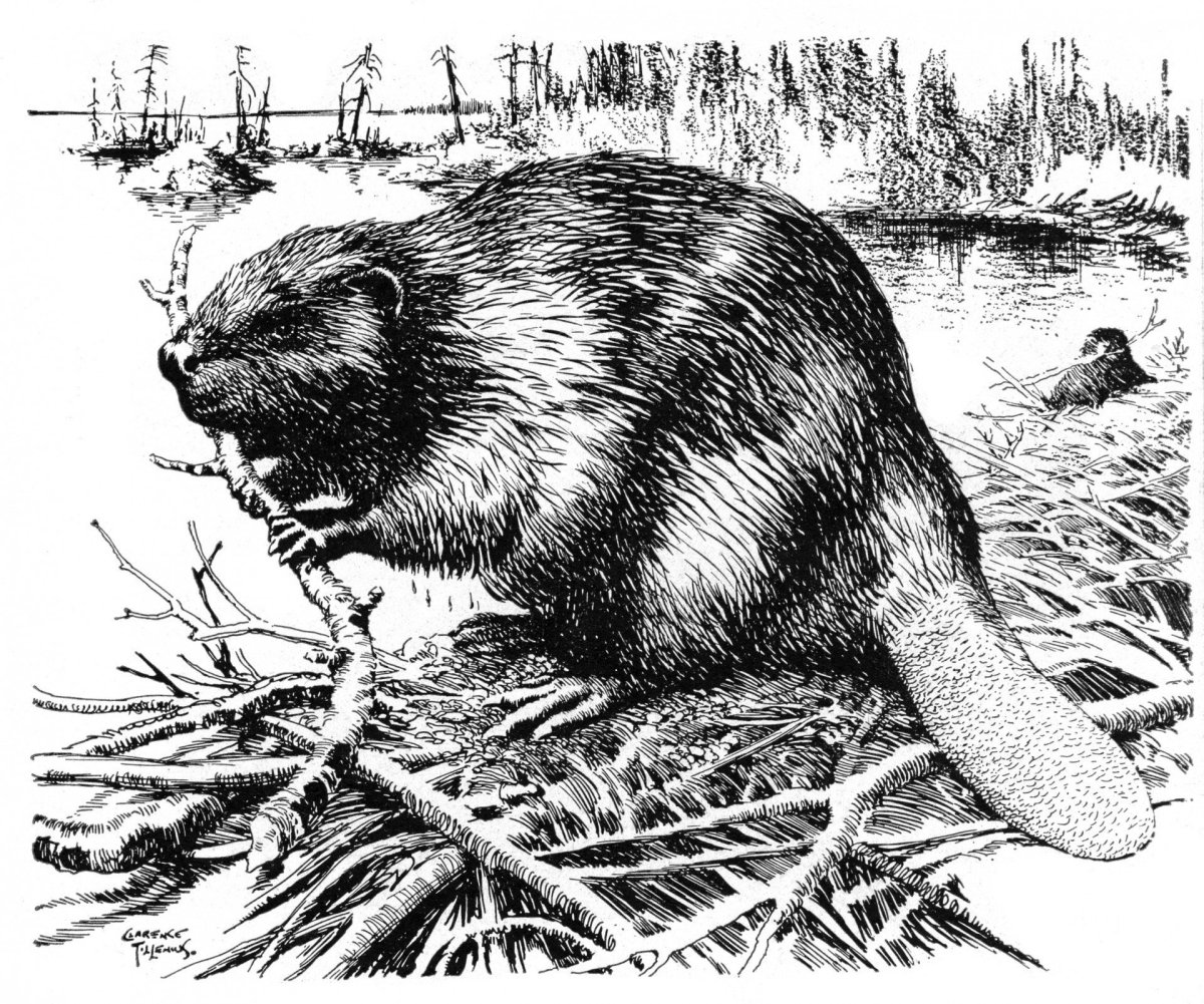 Речной Бобр (Западносибирский подвид)