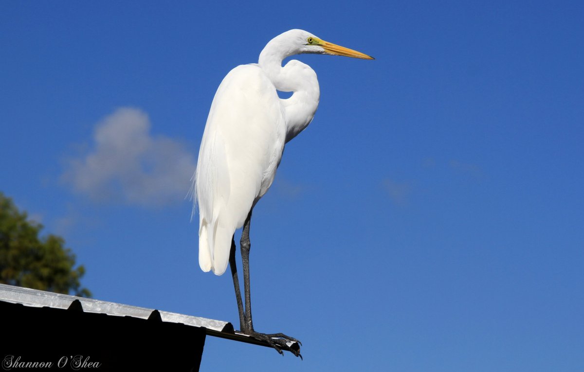 Цапля в небе