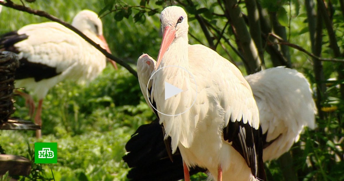 Аист Челябинской области