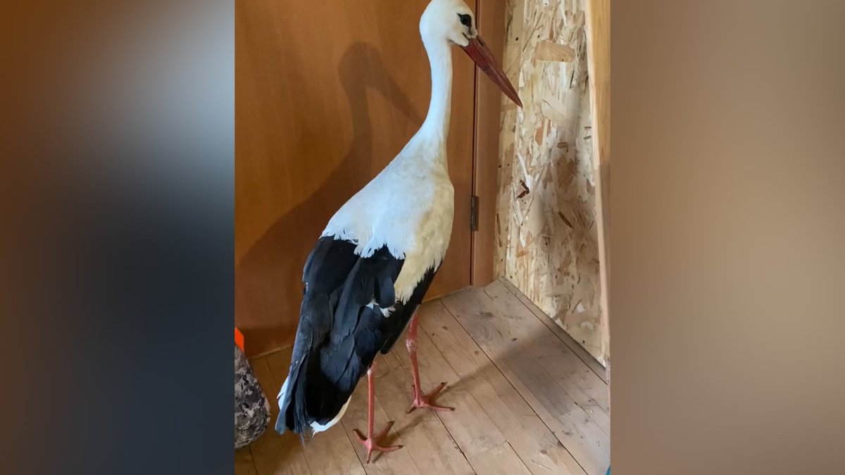 Аист в Вологодской области