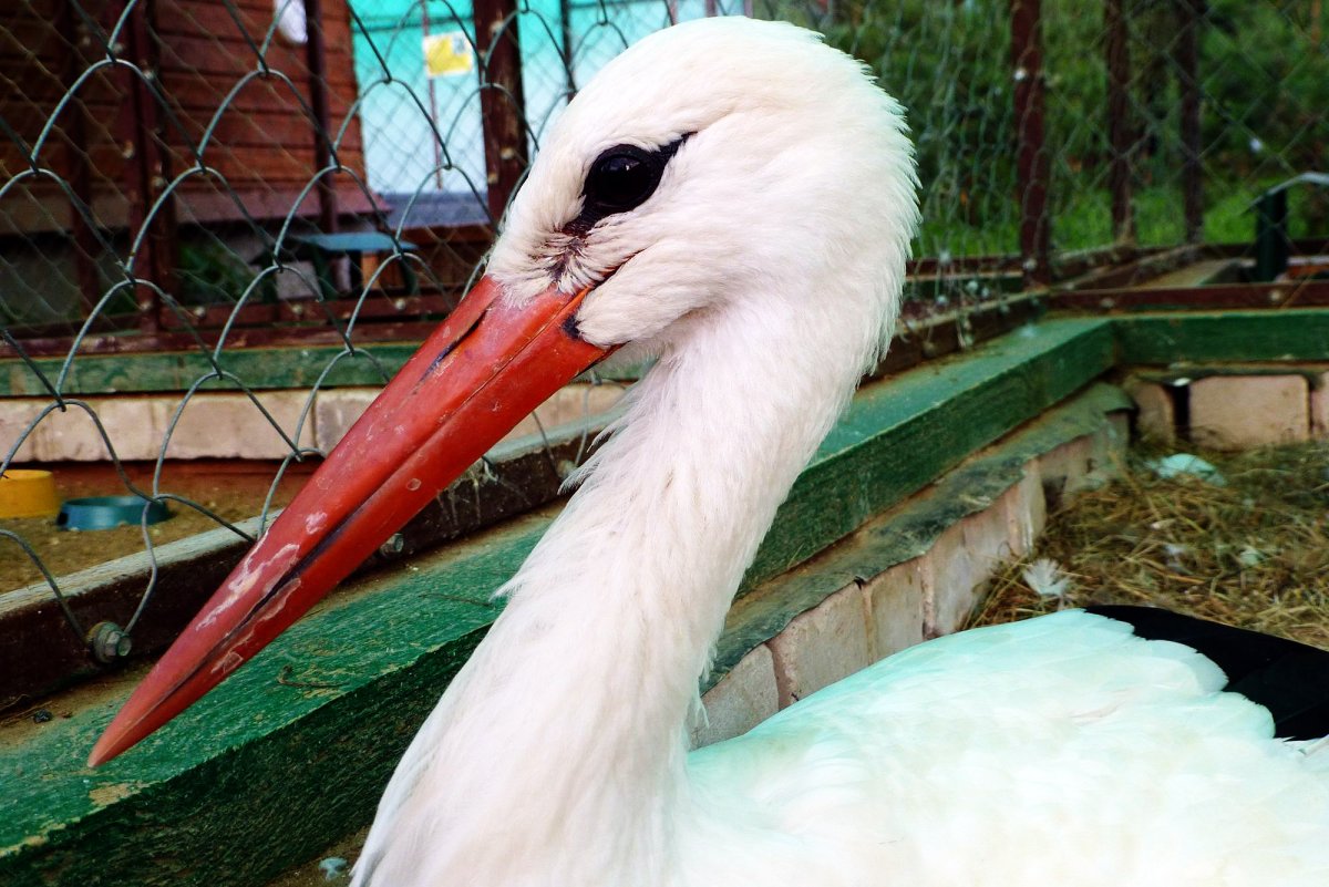 Контактный зоопарк Устье Кубенское Вологда