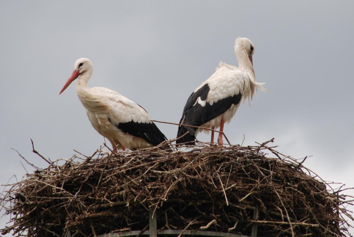 Белый Аист гнездо