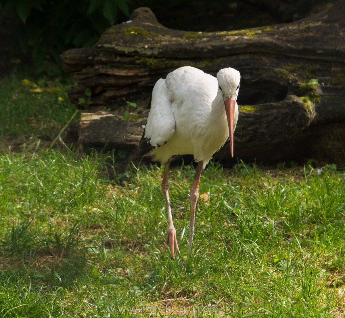 Белый Аист в Московском зоопарке