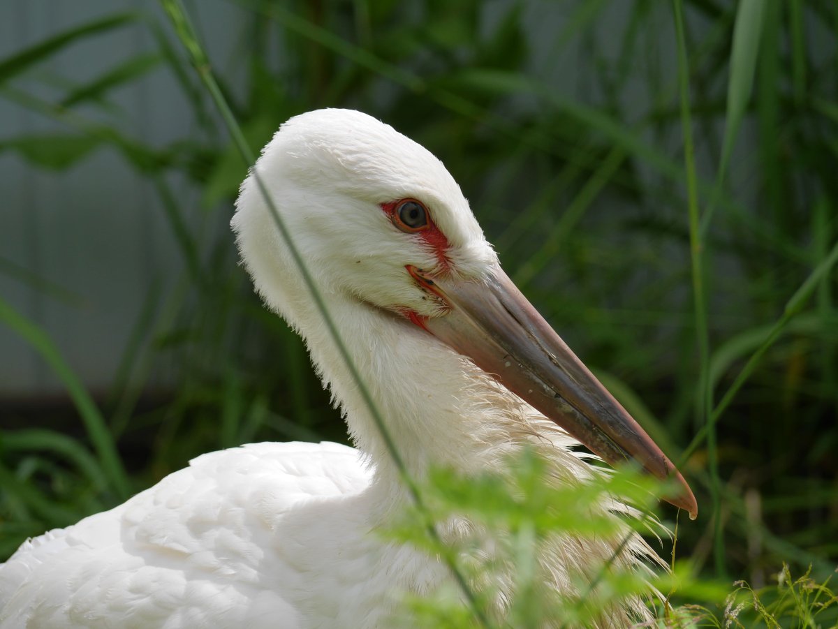 Дальневосточный Аист