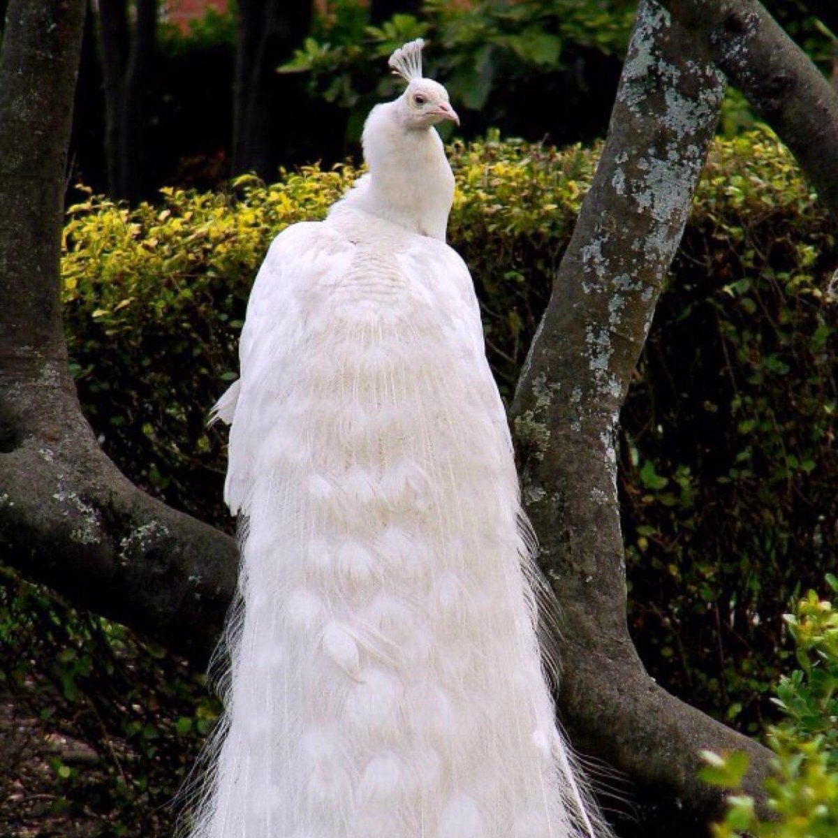 Белый Королевский Павлин