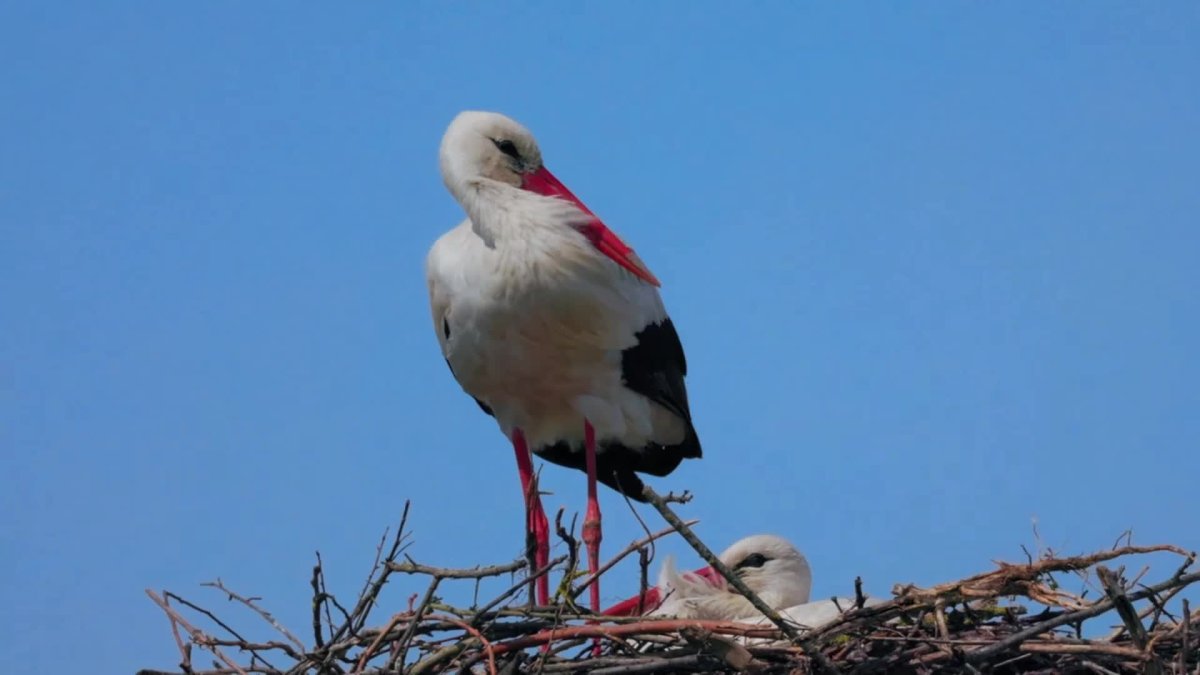 Птицы Кирова Аист