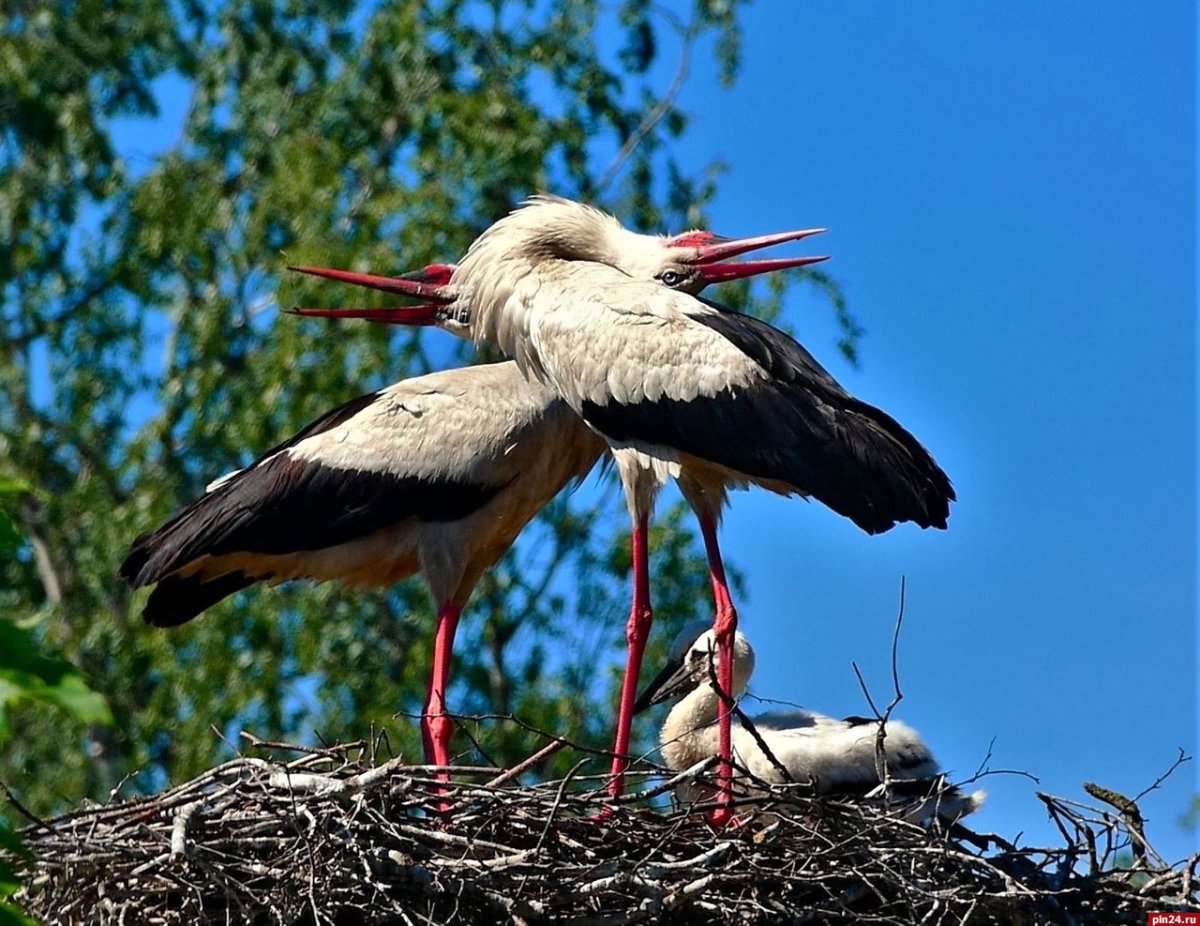 Гнезда аистов в Беларуси