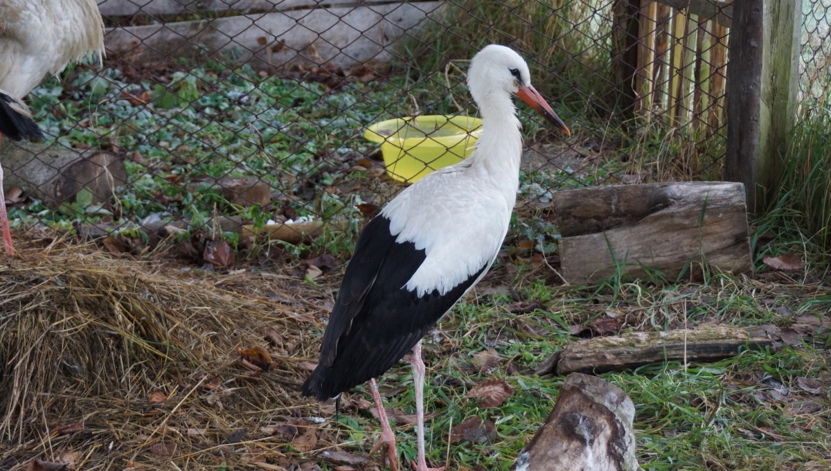 Черноклювый Аист