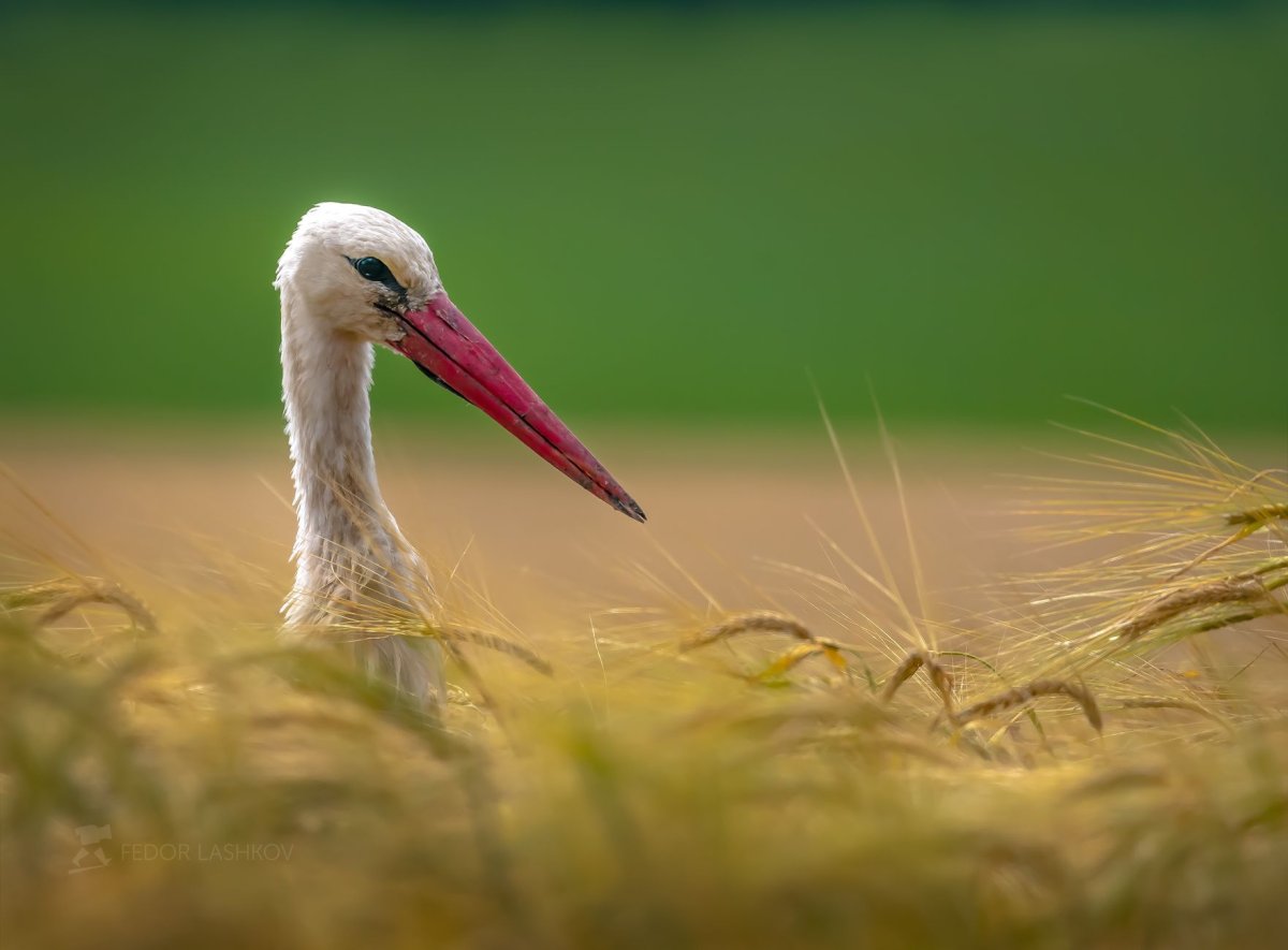 Аисты в пшенице фото