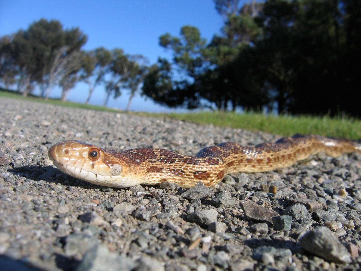 Полоз Крымский