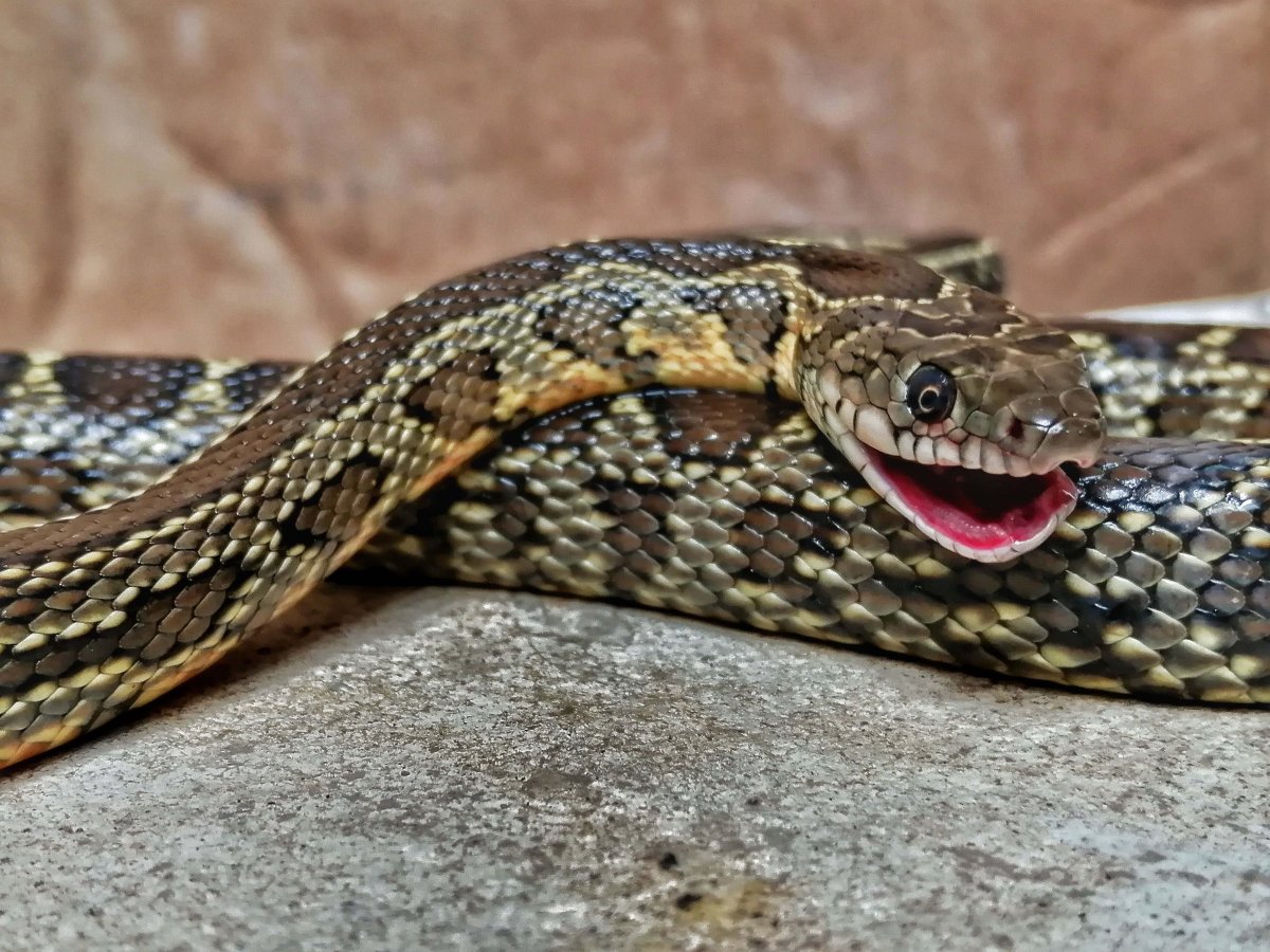 Желтобрюх Крымский