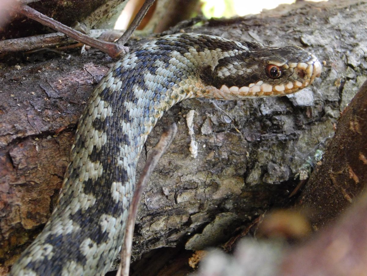 ТИТАНОБОА змея Википедия Размеры вес