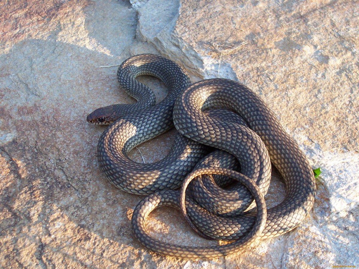 Желтобрюхий полоз (Dolichophis caspius)
