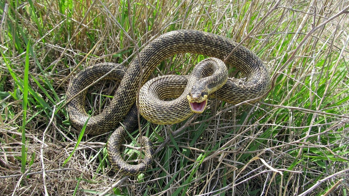 Полоз змея желтобрюхий