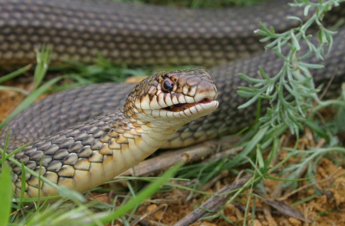 Полоз змея желтобрюхий