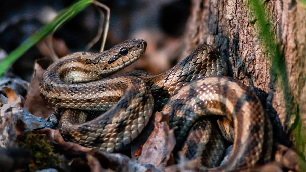 Крымский полоз змея