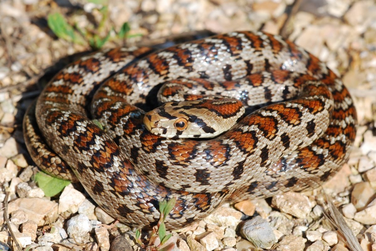 Леопардовый полоз Крымский