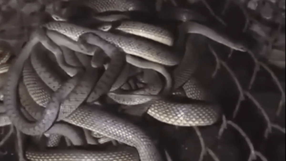 Змеи в Анапе