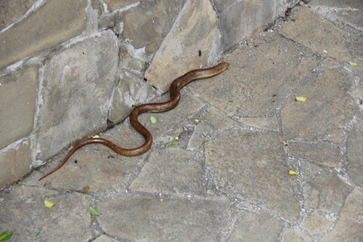 Коричневая змея в Крыму