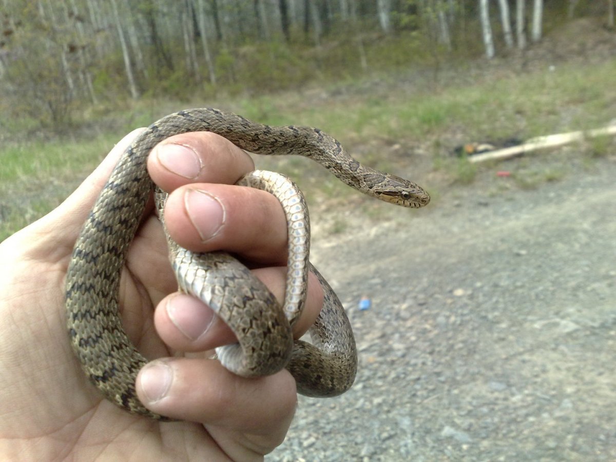 Узорчатый полоз гадюка