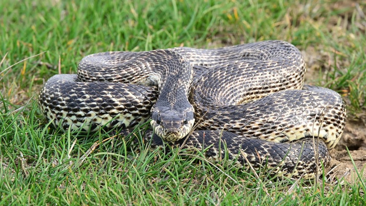 Крымский полоз сарматский