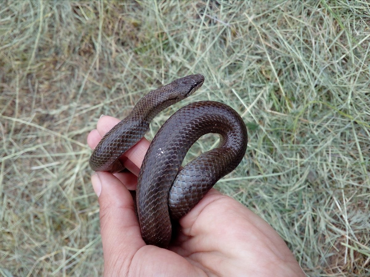 Гадюка в Белгородской области