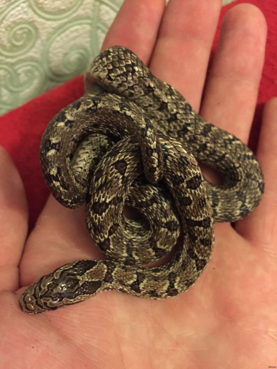 Полоз Баэрда