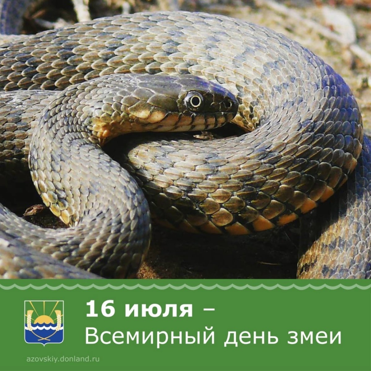 Водяной уж меланист