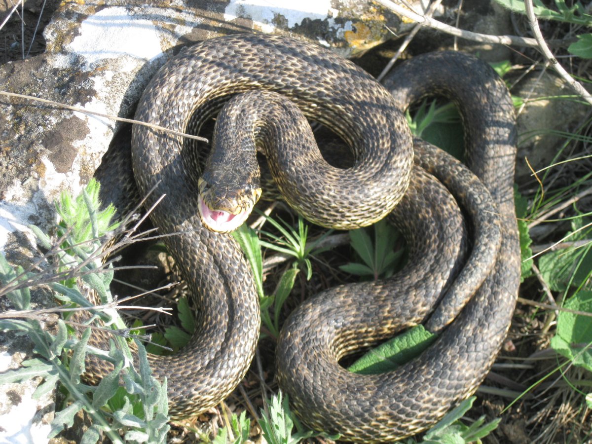 Сарматский полоз Elaphe Sauromates