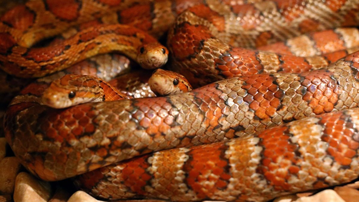 Гнездо маисового Полоза