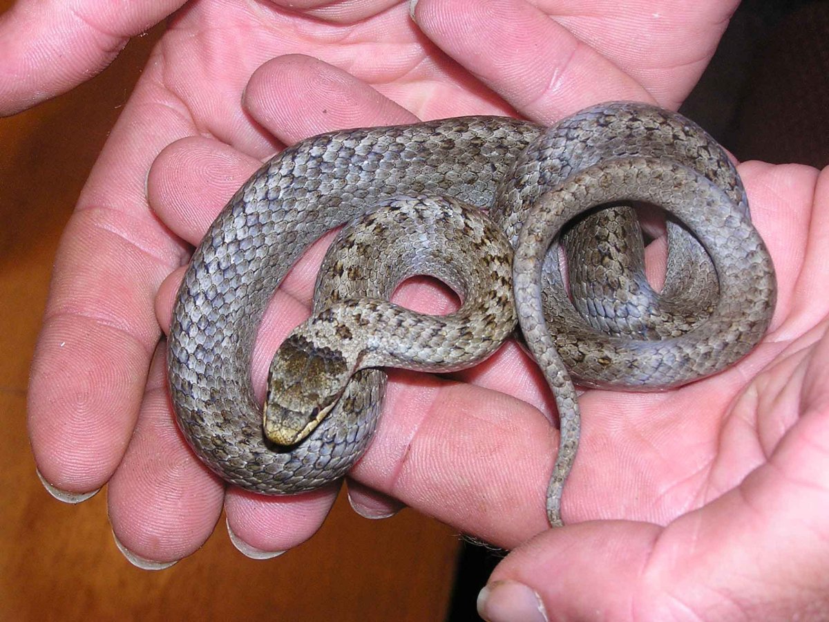 Полоз змея Саратовская область