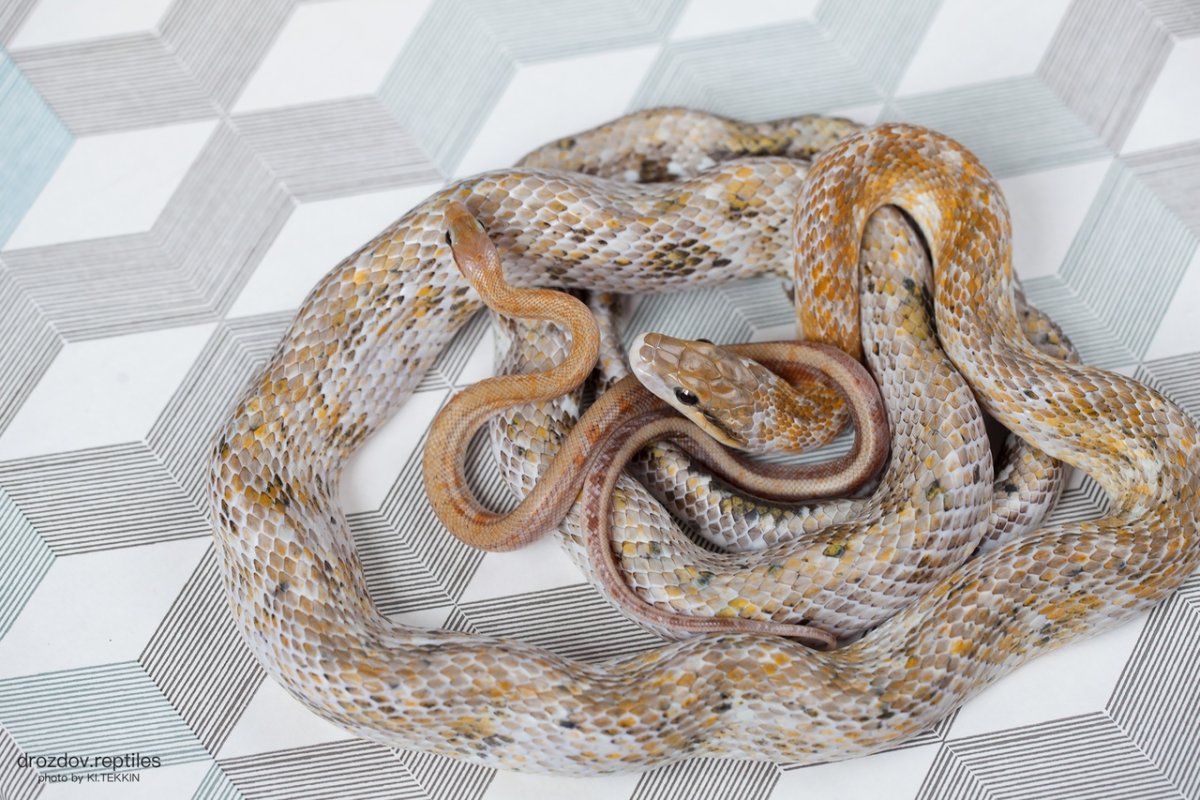 Тонкохвостый полоз морфы