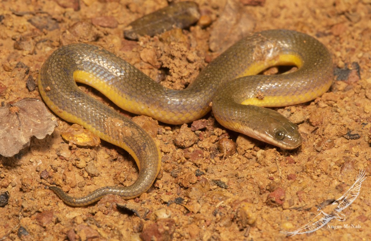 Желтобрюхий полоз Крымский