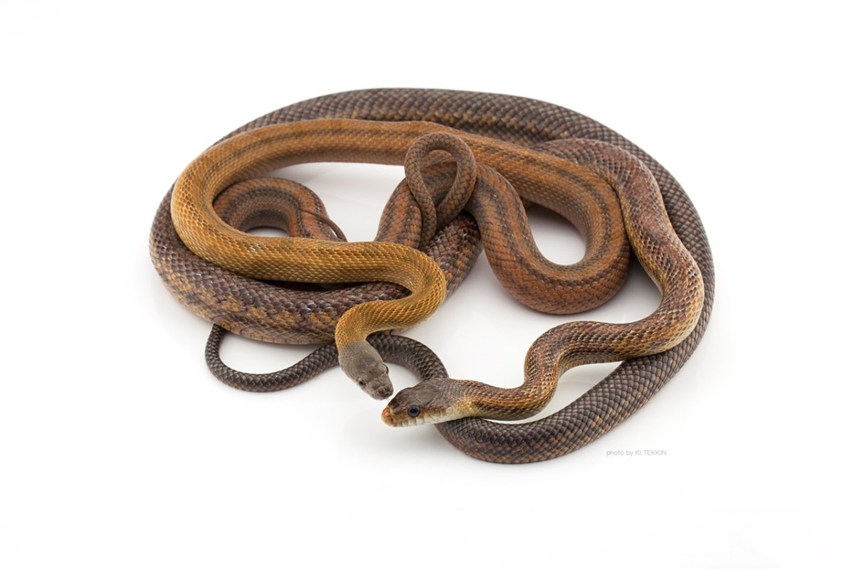 Полоз Меллендорфа